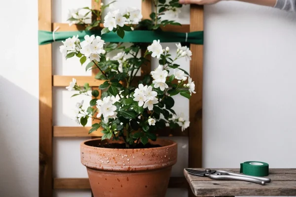 Kodėl verta rišti jazmino šakas: nauda augalui ir žydėjimui